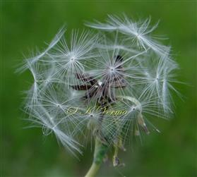  Pappus